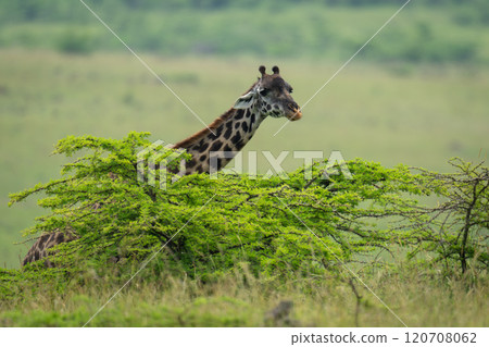 Masai giraffe stands behind bushes watching camera 120708062