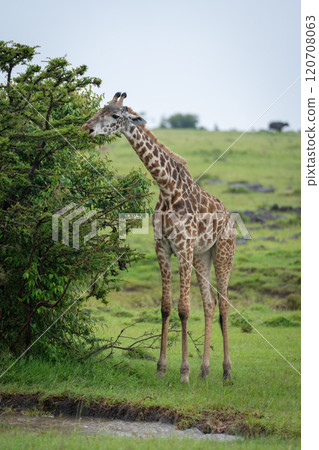 Masai giraffe stands browsing from leafy bush 120708063