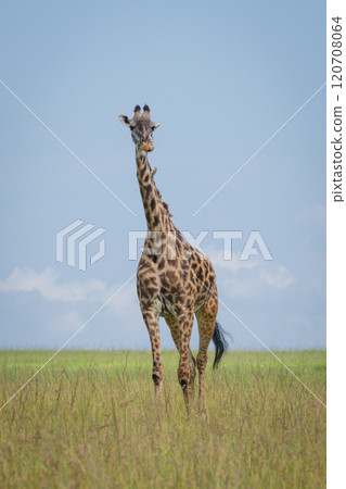 Masai giraffe stands in savanna watching camera Masai giraffe stands in savanna watching camera 120708064