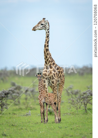 Masai giraffe stands with calf among thornbushes Masai giraffe stands with calf among thornbushes 120708068