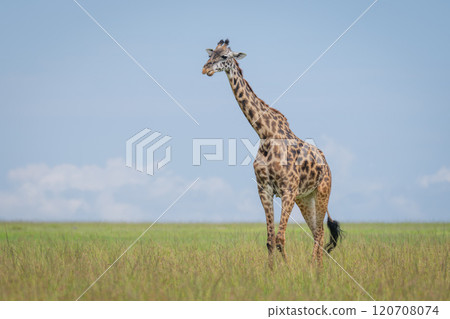 Masai giraffe walks across grassland watching camera Masai giraffe walks across grassland watching camera 120708074