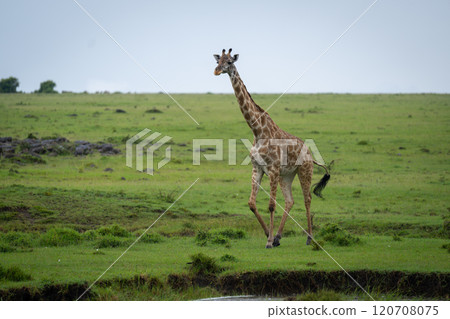 Masai giraffe walks along riverbank in savannah Masai giraffe walks along riverbank in savannah 120708075