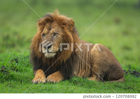 One-eyed lion lies looking ahead on grass 120708082