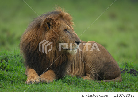One-eyed lion lies looking round on grass 120708083