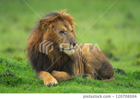 One-eyed lion lies on grass turning head One-eyed lion lies on grass turning head 120708084