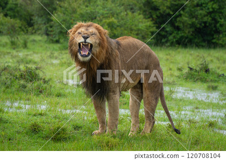 One-eyed male lion stands yawning in grassland 120708104