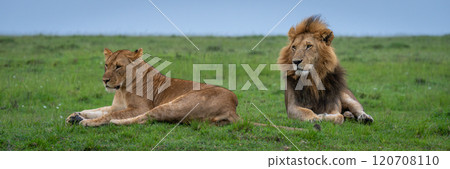 Panorama of lion and lioness lying down Panorama of lion and lioness lying down 120708110
