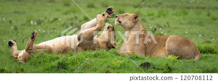 Panorama of lionesses lying on grass playing Panorama of lionesses lying on grass playing 120708112