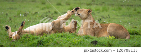 Panorama of lionesses lying on grassland playing Panorama of lionesses lying on grassland playing 120708113
