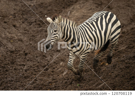 Plains zebra gallops down soft earthen riverbank Plains zebra gallops down soft earthen riverbank 120708119