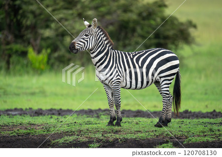 Plains zebra stands in profile near trees Plains zebra stands in profile near trees 120708130