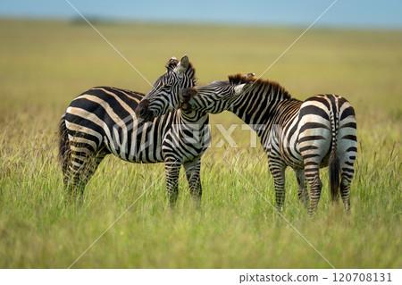 Plains zebra stands leaning to bite another 120708131