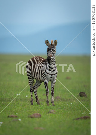 Plains zebra stands on grass near rocks Plains zebra stands on grass near rocks 120708132