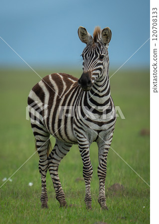 Plains zebra stands on grass turning head Plains zebra stands on grass turning head 120708133