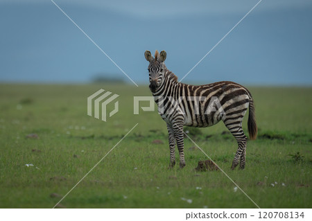 Plains zebra stands on grass watching camera Plains zebra stands on grass watching camera 120708134