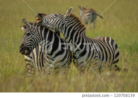 Plains zebra stands trying to bite another Plains zebra stands trying to bite another 120708139