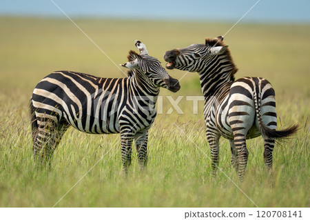 Plains zebra stands turning to bite another 120708141