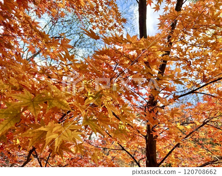 楓樹與秋天的葉子 120708662