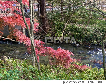 Autumn leaves and rivers 120708808