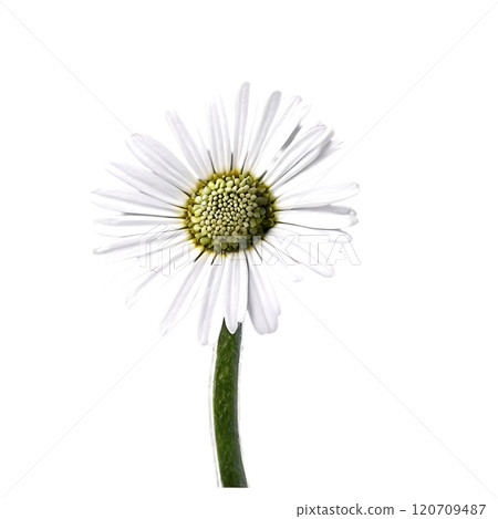 Cineraria flower isolated on a transparent background 120709487