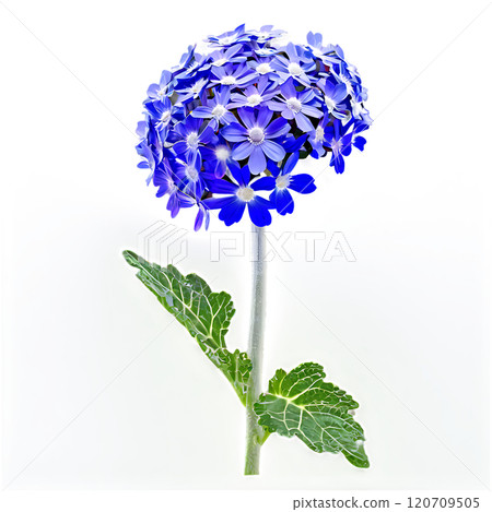 Cineraria flower isolated on a transparent background 120709505