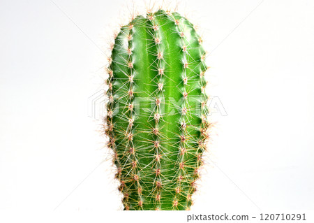 Indoor cactus plant with thorns. 120710291