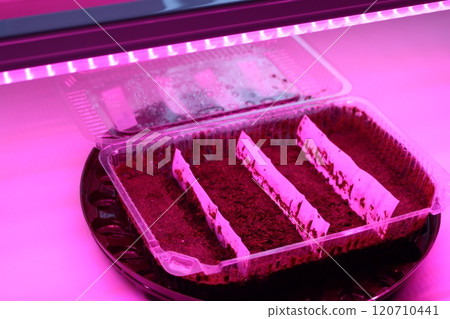 coconut soil in a container for germination of seeds under led pink lights 120710441