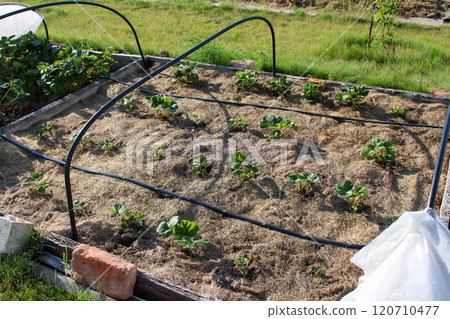 a bed with young strawberry seedlings, mulched with grass, a greenhouse a bed with young strawberry seedlings, mulched with grass, a greenhouse 120710477