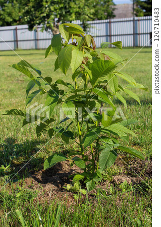 young walnut tree in the garden in summer in the rays of the morning sun 120710483
