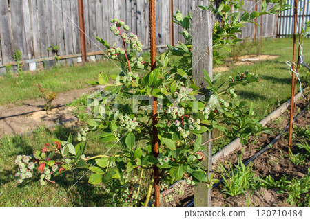 Tall Bush of Green Varietal Blueberries in the Garden in June. lots of berries Tall Bush of Green Varietal Blueberries in the Garden in June. lots of berries 120710484