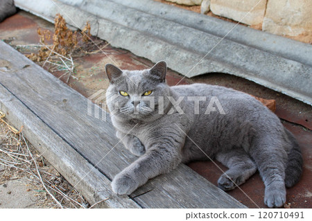 British blue cat lying on a board near the house in summer, yellow eyes British blue cat lying on a board near the house in summer, yellow eyes 120710491