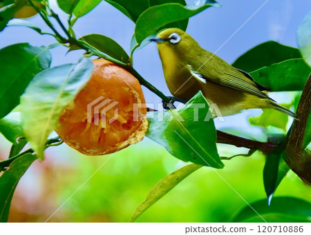 一隻繡眼鳥在花園裡啄食橘子。 120710886