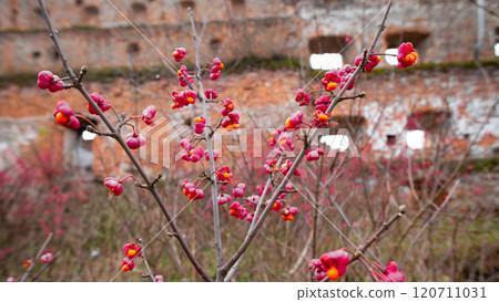 Deciduous shrub, pink flowers with orange seeds of euonymus europaeus or spindle. Celastraceae Deciduous shrub, pink flowers with orange seeds of euonymus europaeus or spindle. Celastraceae 120711031