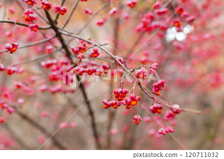 Deciduous shrub, pink flowers with orange seeds of euonymus europaeus or spindle. Celastraceae 120711032