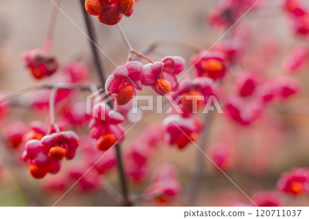 Deciduous shrub, pink flowers with orange seeds of euonymus europaeus or spindle. Celastraceae Deciduous shrub, pink flowers with orange seeds of euonymus europaeus or spindle. Celastraceae 120711037