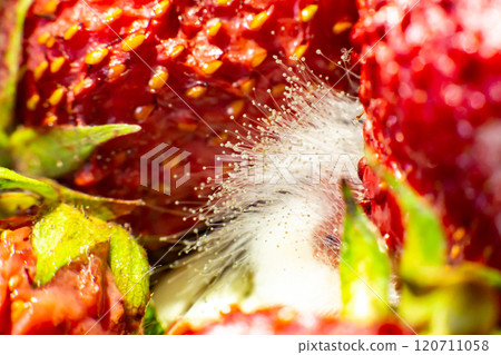 mold on strawberries. The spoiled berry has been covered with black mold mold on strawberries. The spoiled berry has been covered with black mold 120711058