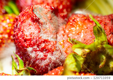 mold on strawberries. The spoiled berry has been covered with black mold mold on strawberries. The spoiled berry has been covered with black mold 120711059