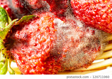 mold on strawberries. The spoiled berry has been covered with black mold 120711060