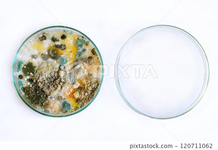 petri dish, mold, various types of fungi petri dish, mold, various types of fungi 120711062