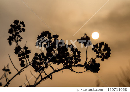 dry branch on the background of the sunset dry branch on the background of the sunset 120711068