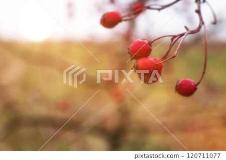 The hawthorn berries of late autumn. copyspace The hawthorn berries of late autumn. copyspace 120711077