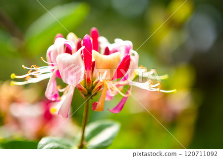 beautiful white and red flower on the Green bushes. 120711092