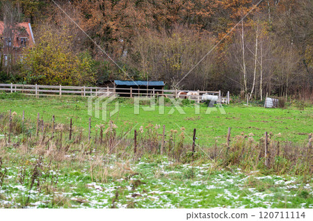 Grazing horse in the meadows of Oud-Heverlee, Belgium Grazing horse in the meadows of Oud-Heverlee, Belgium 120711114