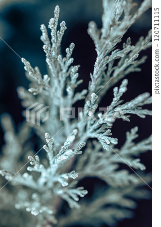 Frost-covered Branches Glisten in the Morning Light at a Serene Forest Location 120711115