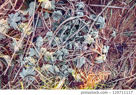 Frost Covers Green Leaves and Grass in Early Morning Light During Winter Frost Covers Green Leaves and Grass in Early Morning Light During Winter 120711117