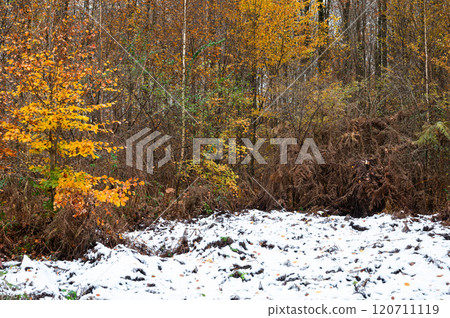 Colorful autumn wood with white snow carpet in Oud-Heverlee, Belgium 120711119