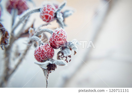 Frozen Raspberries Glisten With Frost on a Winter Morning in a Serene Garden Frozen Raspberries Glisten With Frost on a Winter Morning in a Serene Garden 120711131