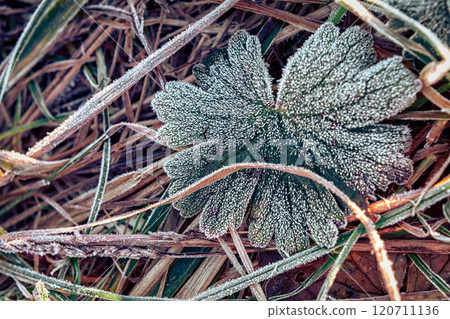 Frost-covered Leaf Resting on the Grass During Early Morning Hours in Nature 120711136
