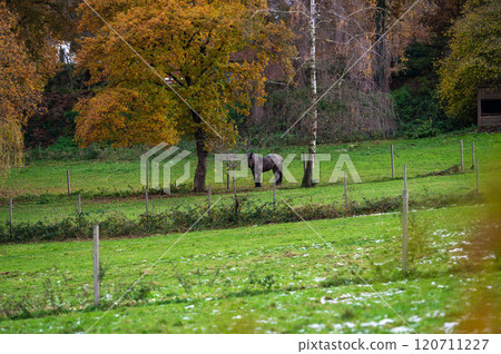 Grazing horse in the meadows of Oud-Heverlee, Belgium Grazing horse in the meadows of Oud-Heverlee, Belgium 120711227