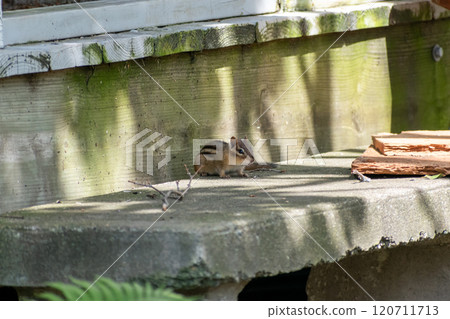 Curious Chipmunk Perched on a Mossy Wooden Surface in Natural Light. 120711713